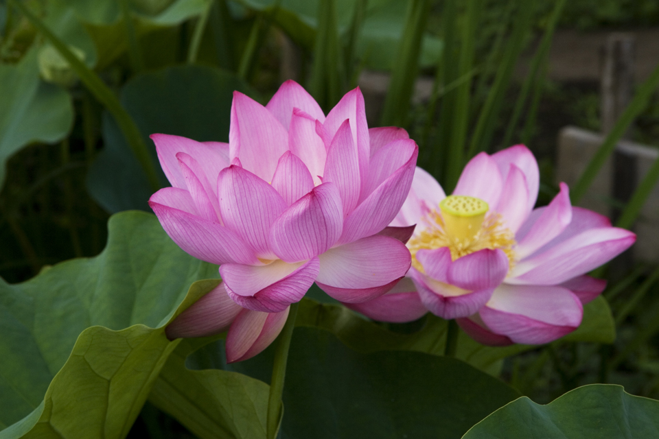 f:id:haraitinuma:20160805074619j:plain