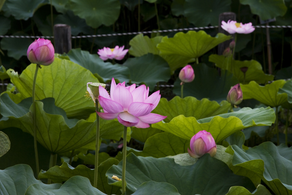 f:id:haraitinuma:20160805074820j:plain