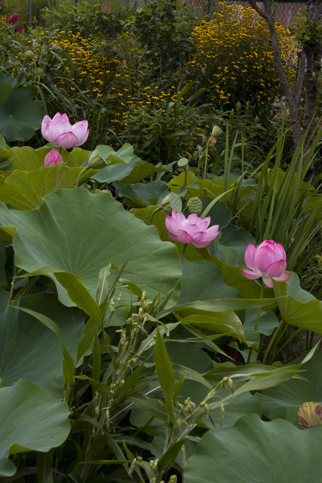 f:id:haraitinuma:20160814090332j:plain