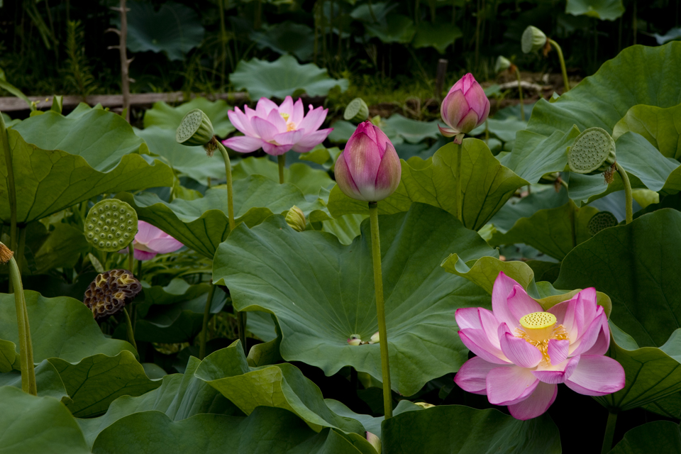 f:id:haraitinuma:20160814092630j:plain