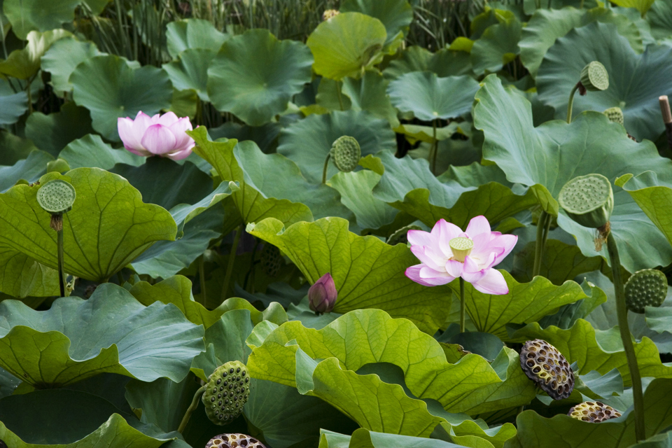 f:id:haraitinuma:20160906094205j:plain