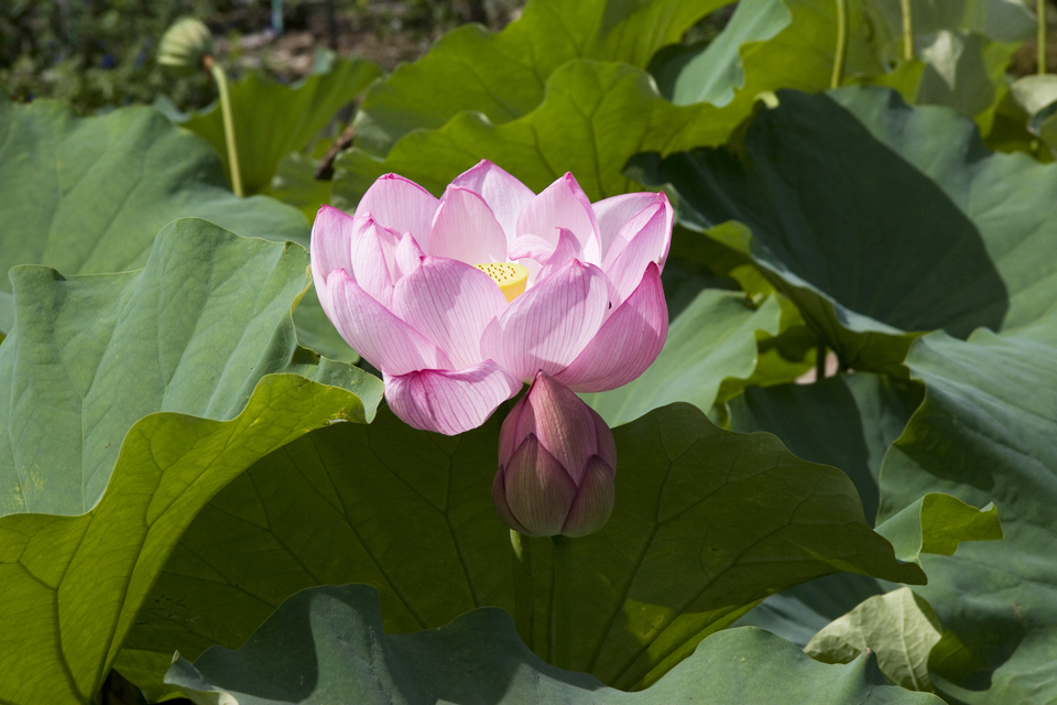 f:id:haraitinuma:20160906094339j:plain