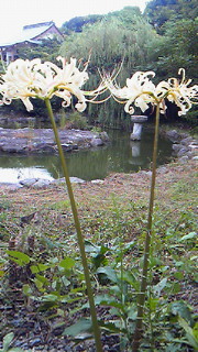 f:id:haramidori:20120924122600j:image:left