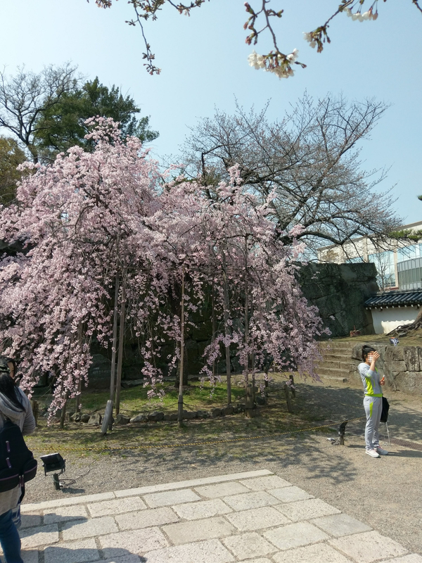 f:id:harapon:20180325131052j:plain