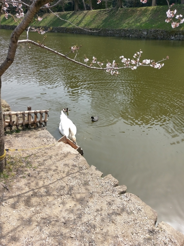 f:id:harapon:20180401124328j:plain