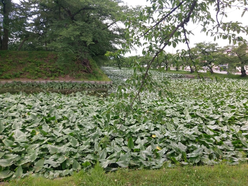 f:id:harapon:20180715130934j:plain