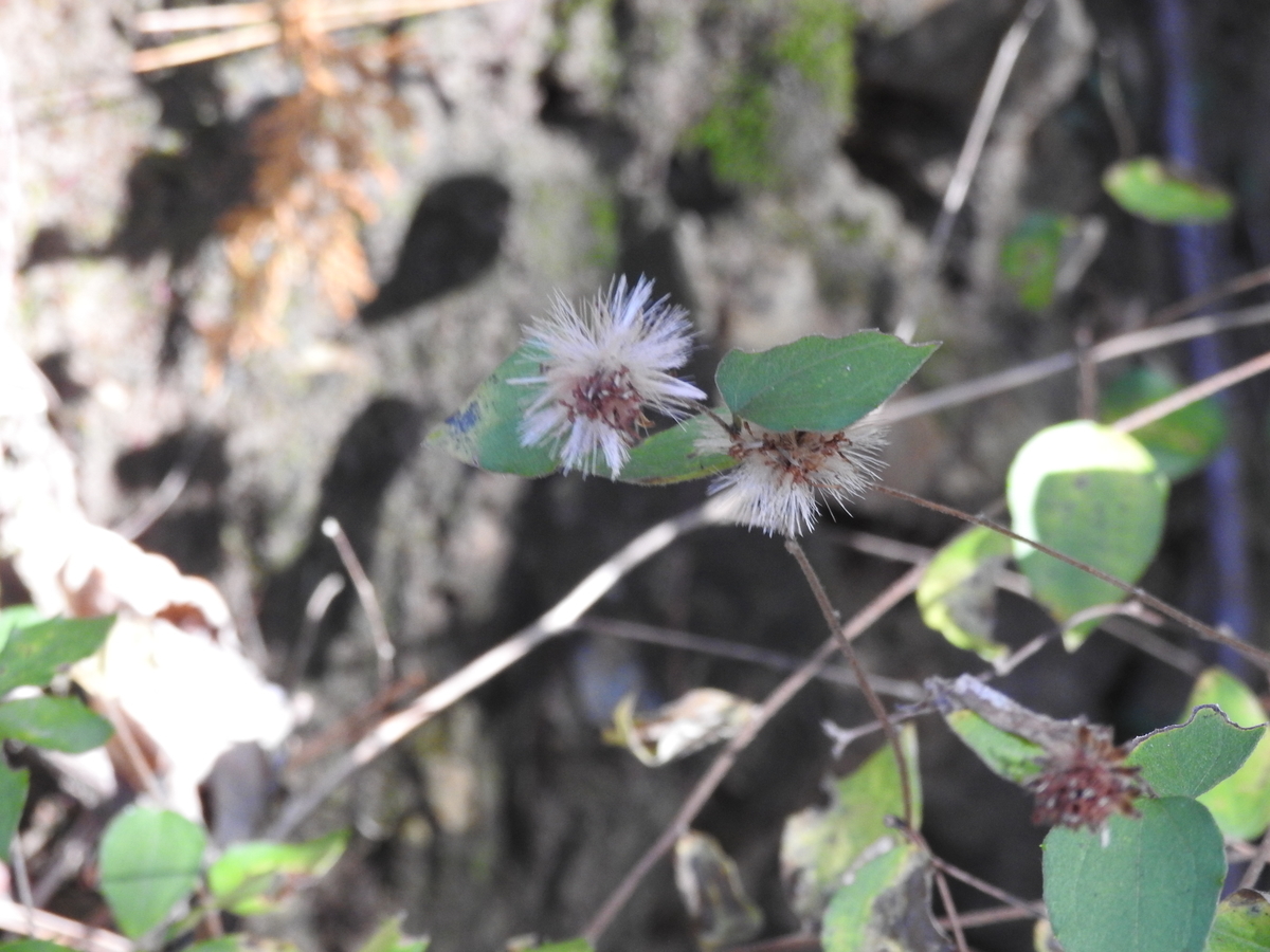 f:id:haratomi:20191122091519j:plain f:id:haratomi:20191122091519j:plain