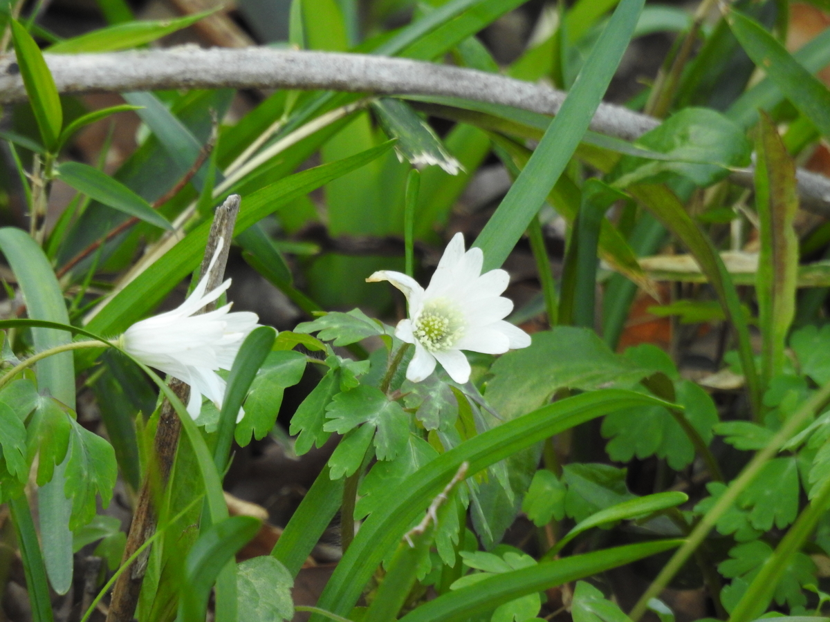f:id:haratomi:20200331083735j:plain f:id:haratomi:20200331083735j:plain