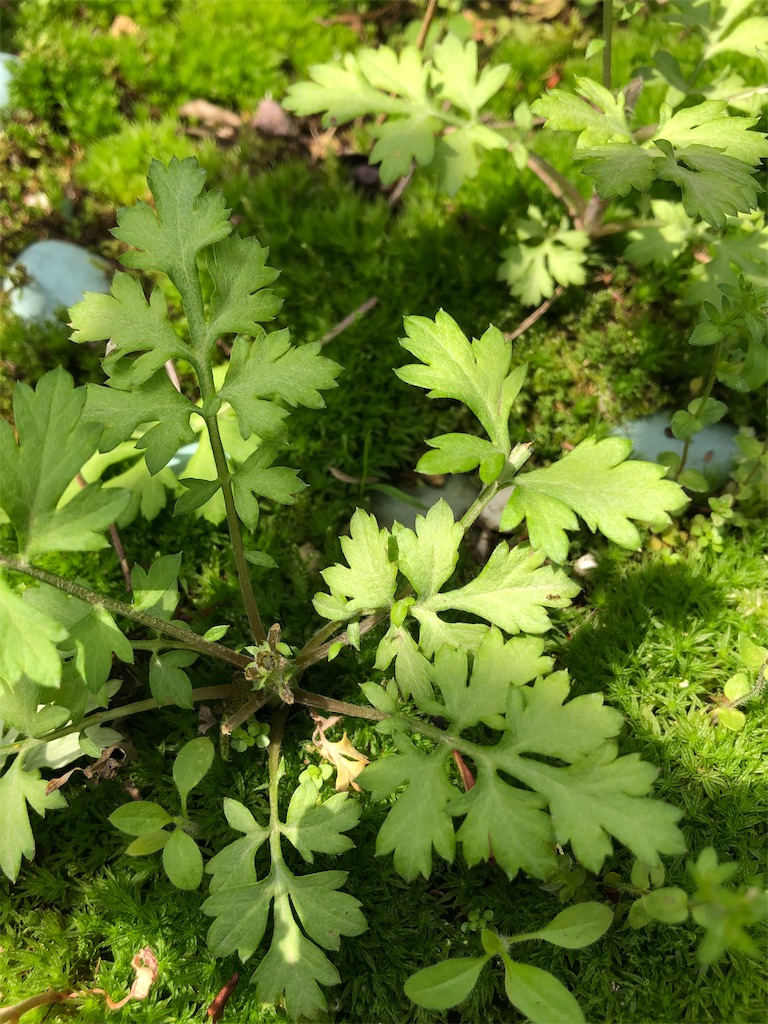 f:id:harbspicelove:20190506142832j:image