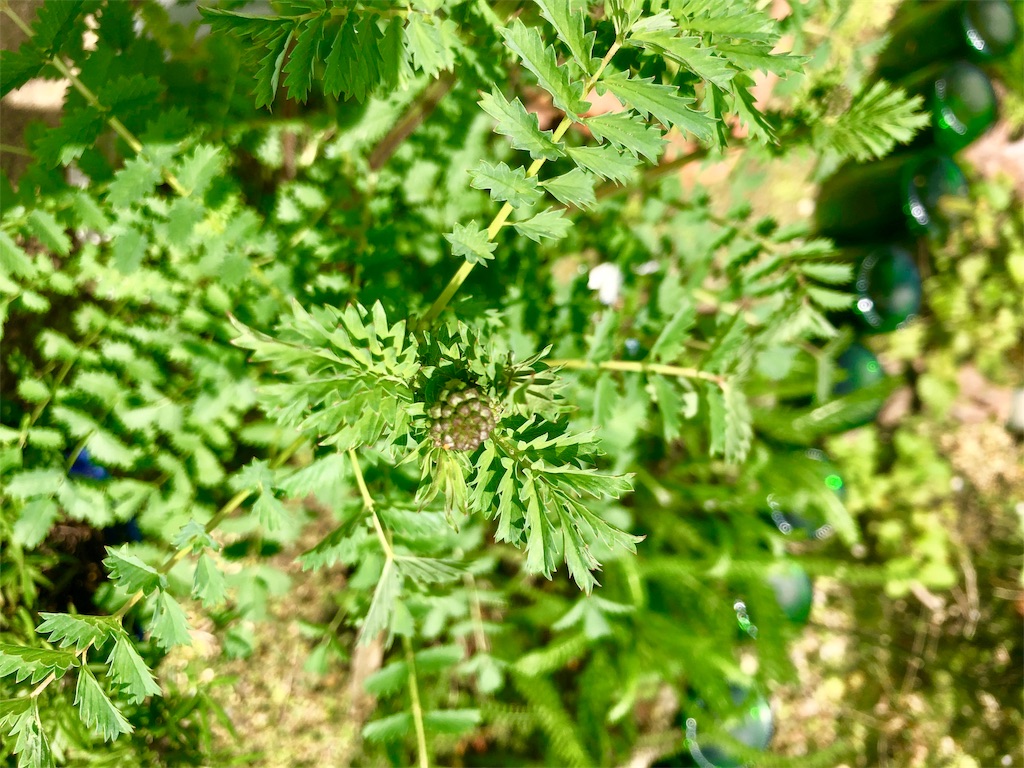 f:id:harbspicelove:20190510135412j:image