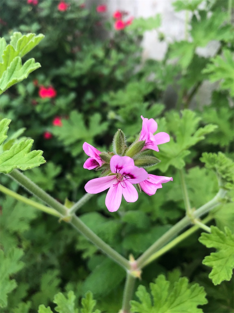 f:id:harbspicelove:20190517185718j:image