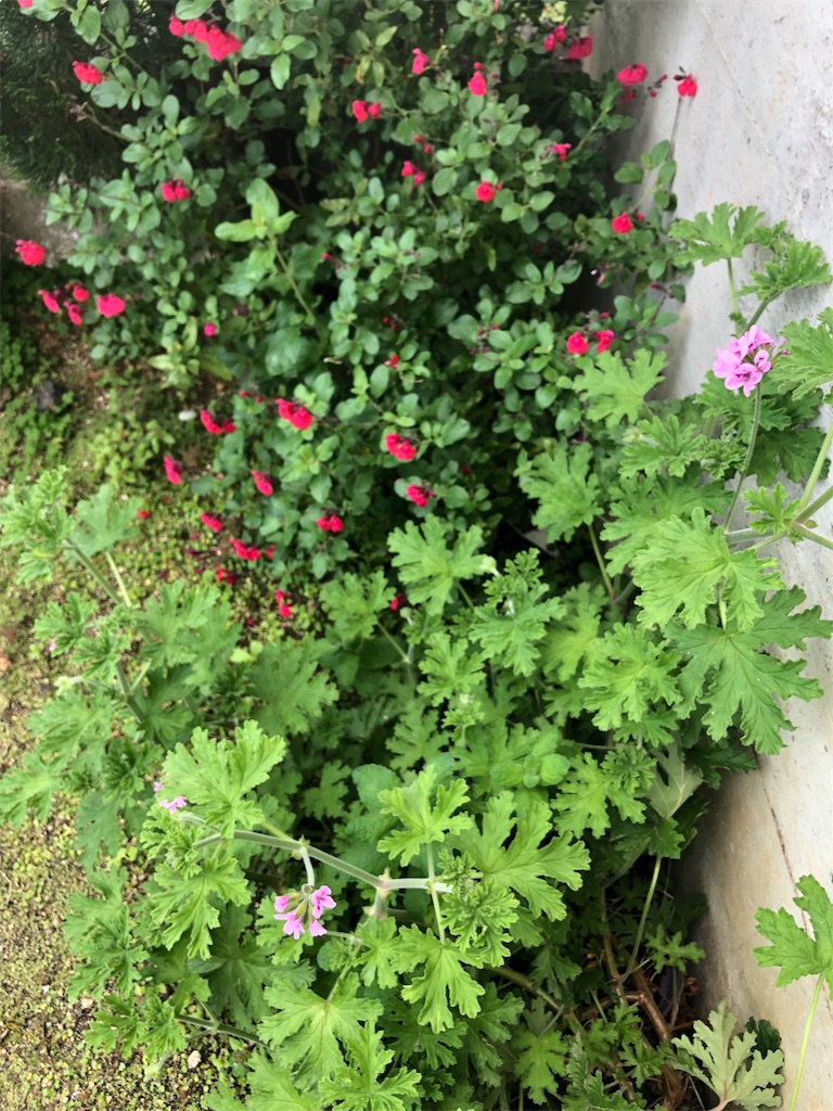 f:id:harbspicelove:20190517185753j:image