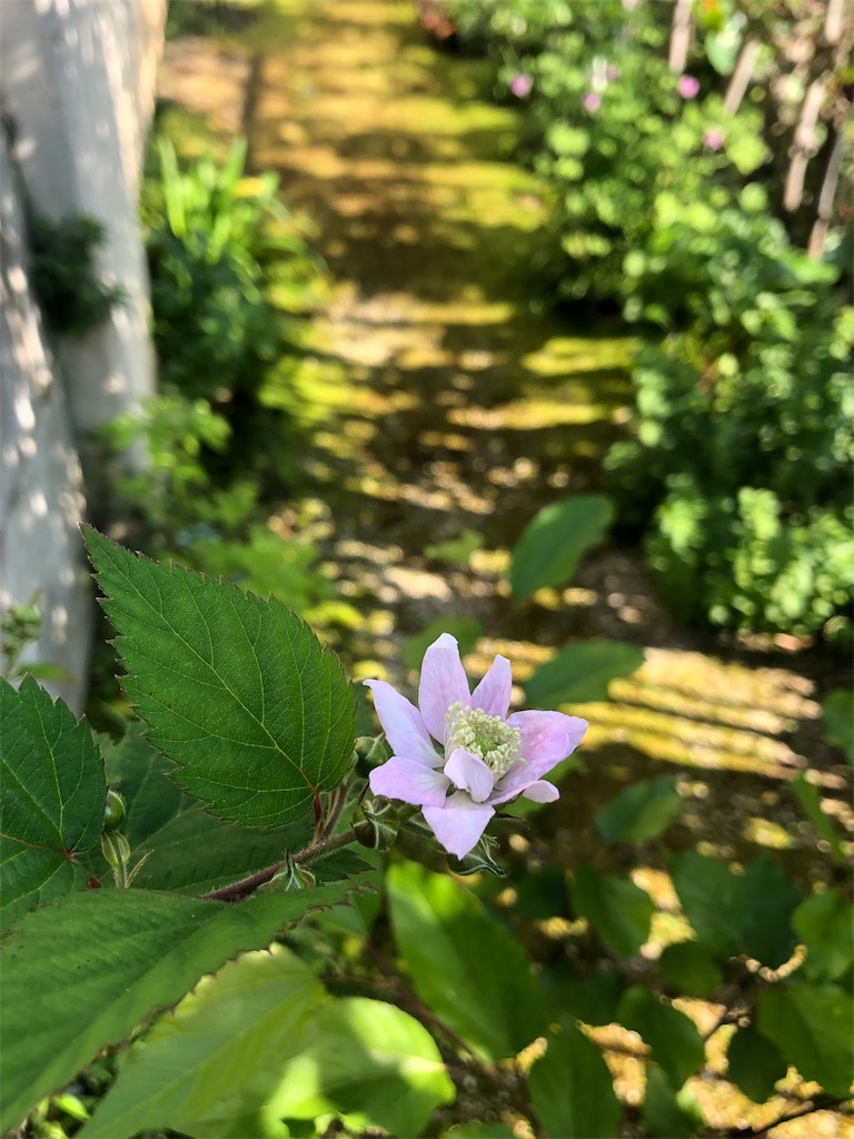 f:id:harbspicelove:20190525073811j:image