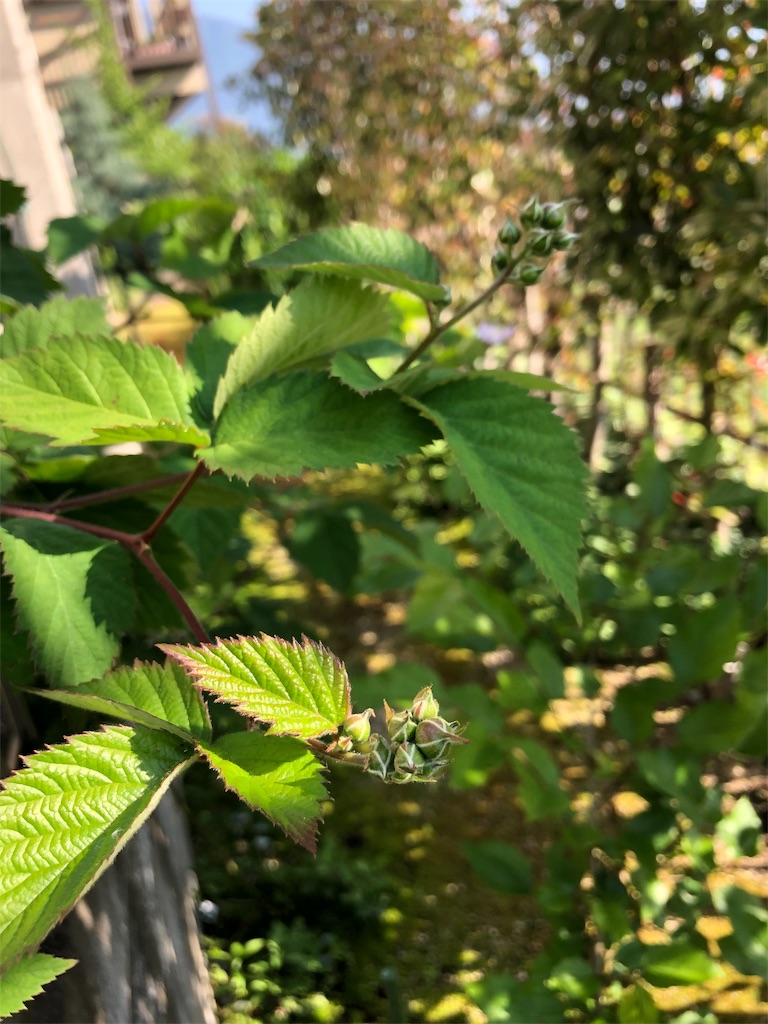 f:id:harbspicelove:20190525075611j:image