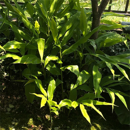 f:id:harbspicelove:20190814132423j:image f:id:harbspicelove:20190814132423j:image