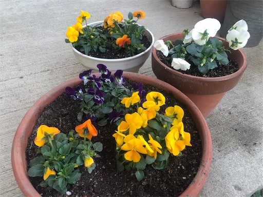 f:id:harbspicelove:20200201162426j:image