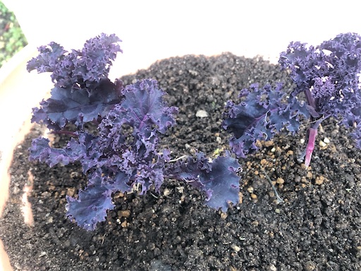 f:id:harbspicelove:20200201162518j:image