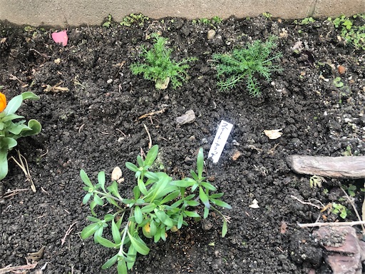 f:id:harbspicelove:20200201162528j:image