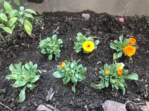 f:id:harbspicelove:20200201162530j:image