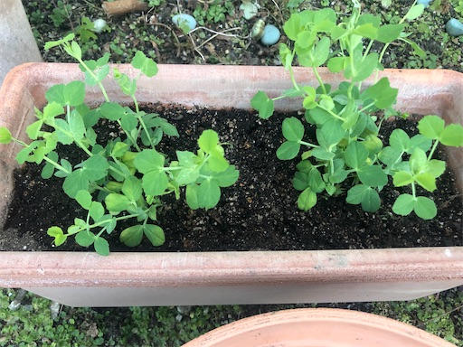 f:id:harbspicelove:20200201162536j:image