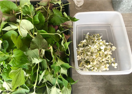 f:id:harbspicelove:20210614183035j:image f:id:harbspicelove:20210614183035j:image