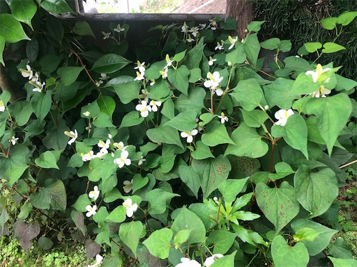 f:id:harbspicelove:20210614183042j:image f:id:harbspicelove:20210614183042j:image