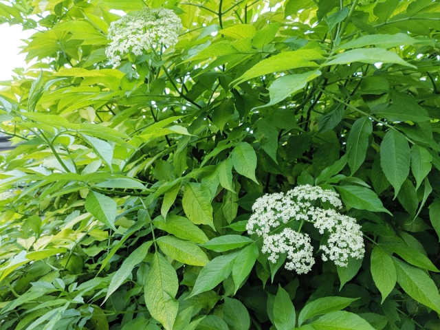 f:id:harbspicelove:20211101062351j:plain