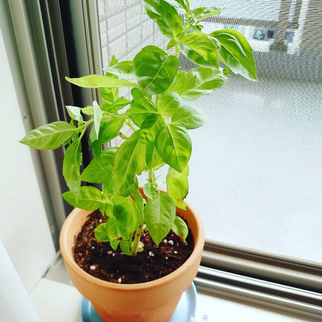 f:id:harchel:20200702222852j:image