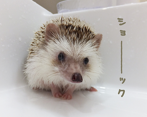 f:id:hard-hari:20180826213405j:plain f:id:hard-hari:20180826213405j:plain