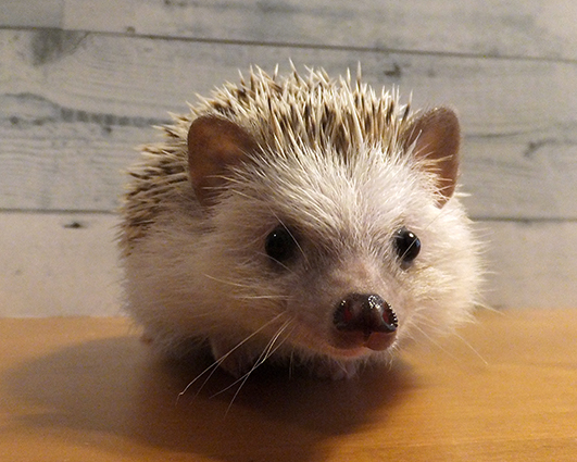 f:id:hard-hari:20190516185835j:plain f:id:hard-hari:20190516185835j:plain