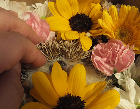 f:id:hard-hari:20190630185916j:plain f:id:hard-hari:20190630185916j:plain