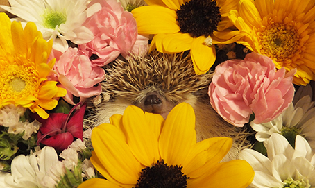 f:id:hard-hari:20190630185927j:plain f:id:hard-hari:20190630185927j:plain