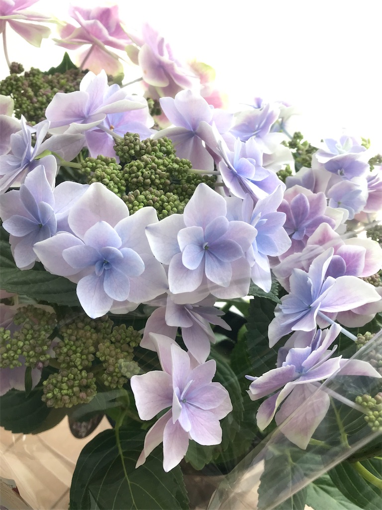 癒されてます💗我が家のお花紹介（紫陽花コンペイトウ、挿し木のバラ