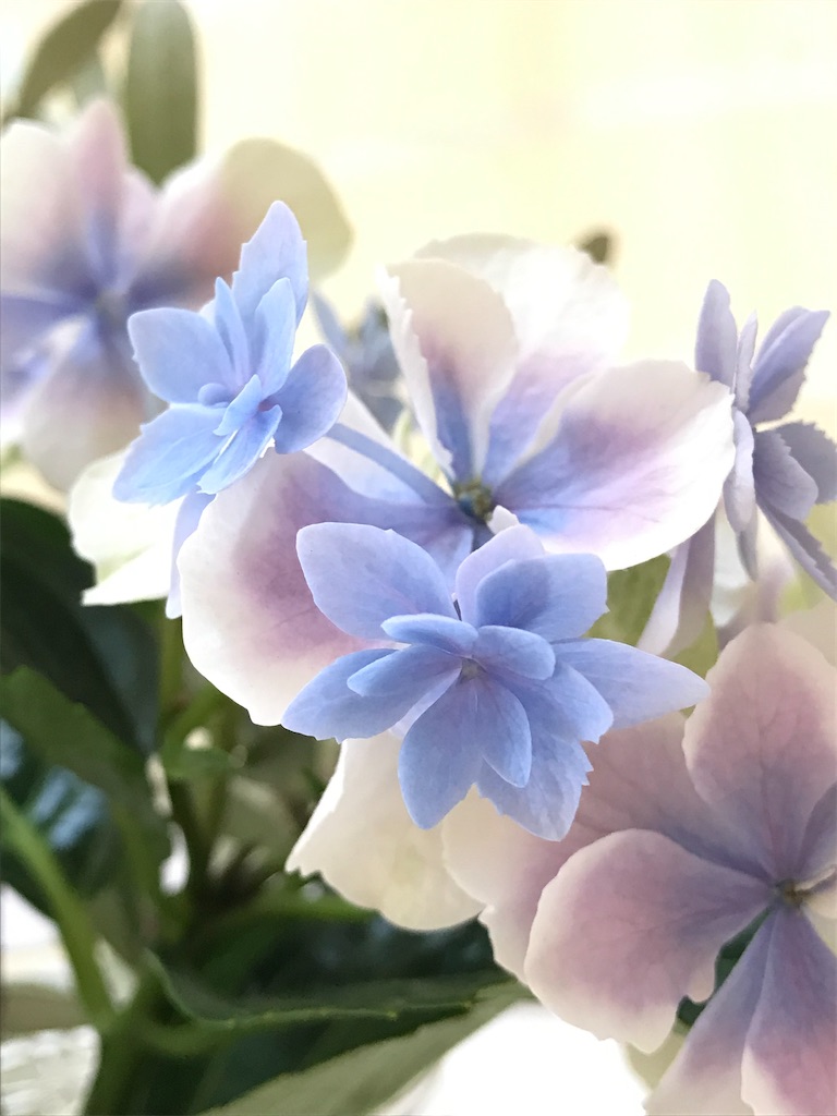 f:id:harehappy:20200611132940j:image f:id:harehappy:20200611132940j:image