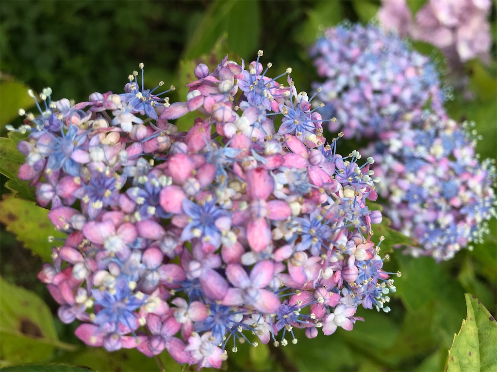 f:id:harehappy:20200723152020j:image f:id:harehappy:20200723152020j:image