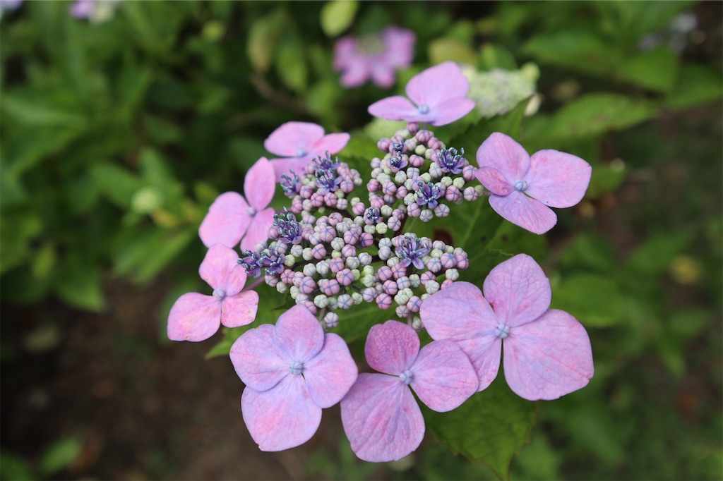 f:id:harehappy:20200723152135j:image f:id:harehappy:20200723152135j:image
