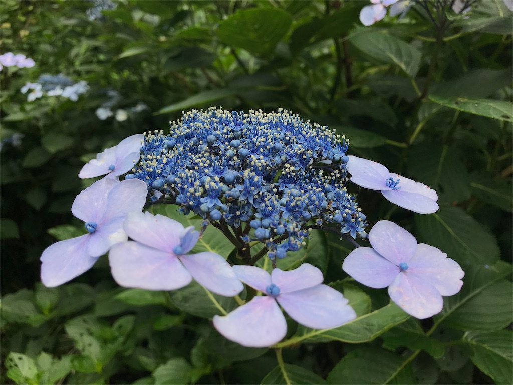 f:id:harehappy:20200723152157j:image f:id:harehappy:20200723152157j:image
