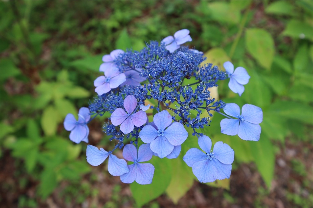 f:id:harehappy:20200723152203j:image f:id:harehappy:20200723152203j:image