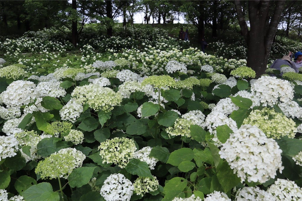 f:id:harehappy:20200723154547j:image f:id:harehappy:20200723154547j:image