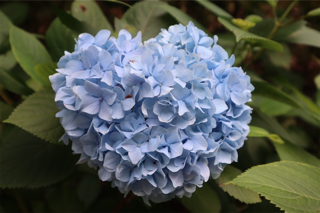 f:id:harehappy:20200723154919j:image f:id:harehappy:20200723154919j:image