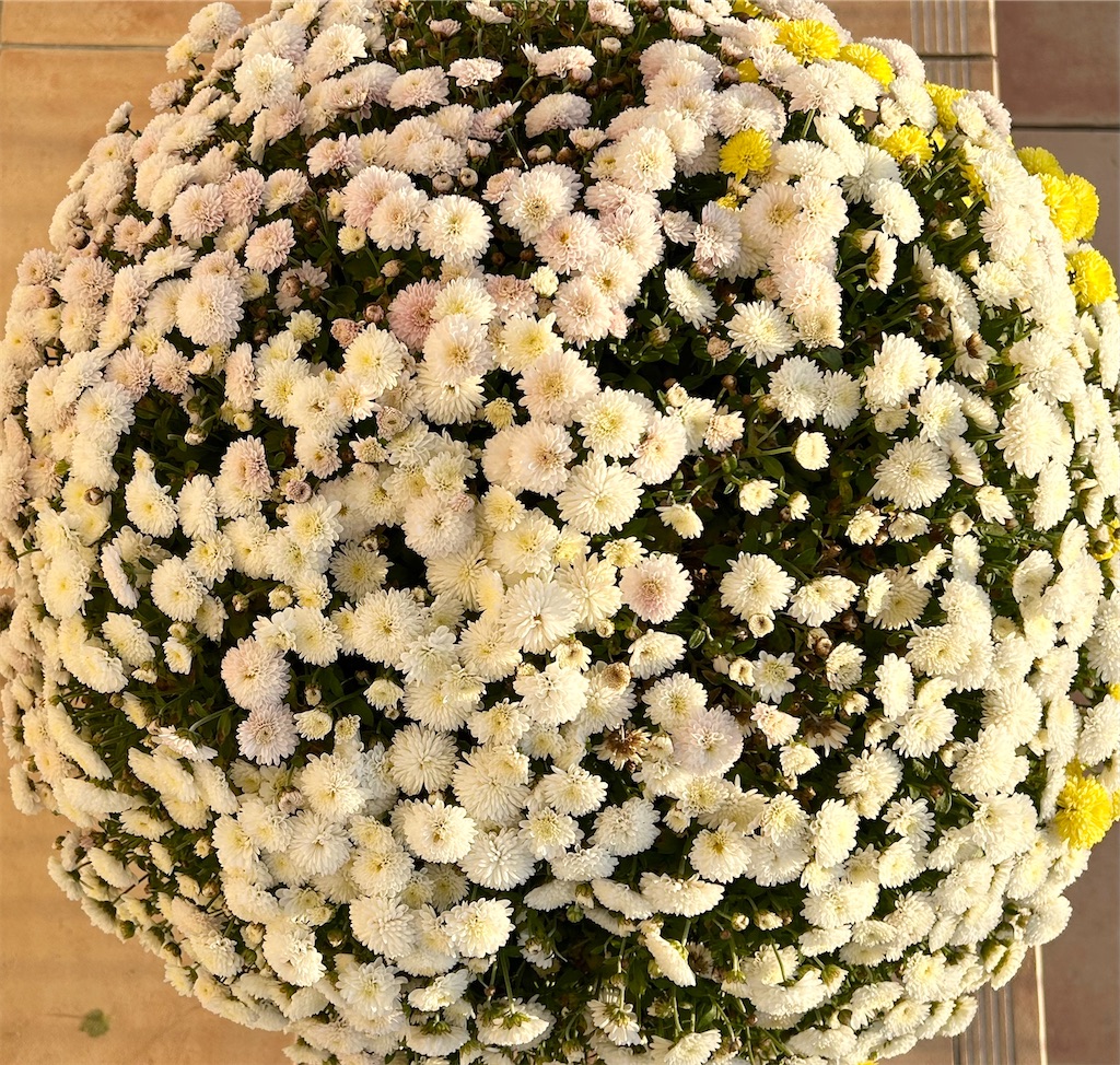 仏花一対 ドーム型 菊をベースにして心をこめてお作り きれいな状態で長持ち 白 仏花一対 ドーム型 菊をベースにして心をこめてお作り きれいな