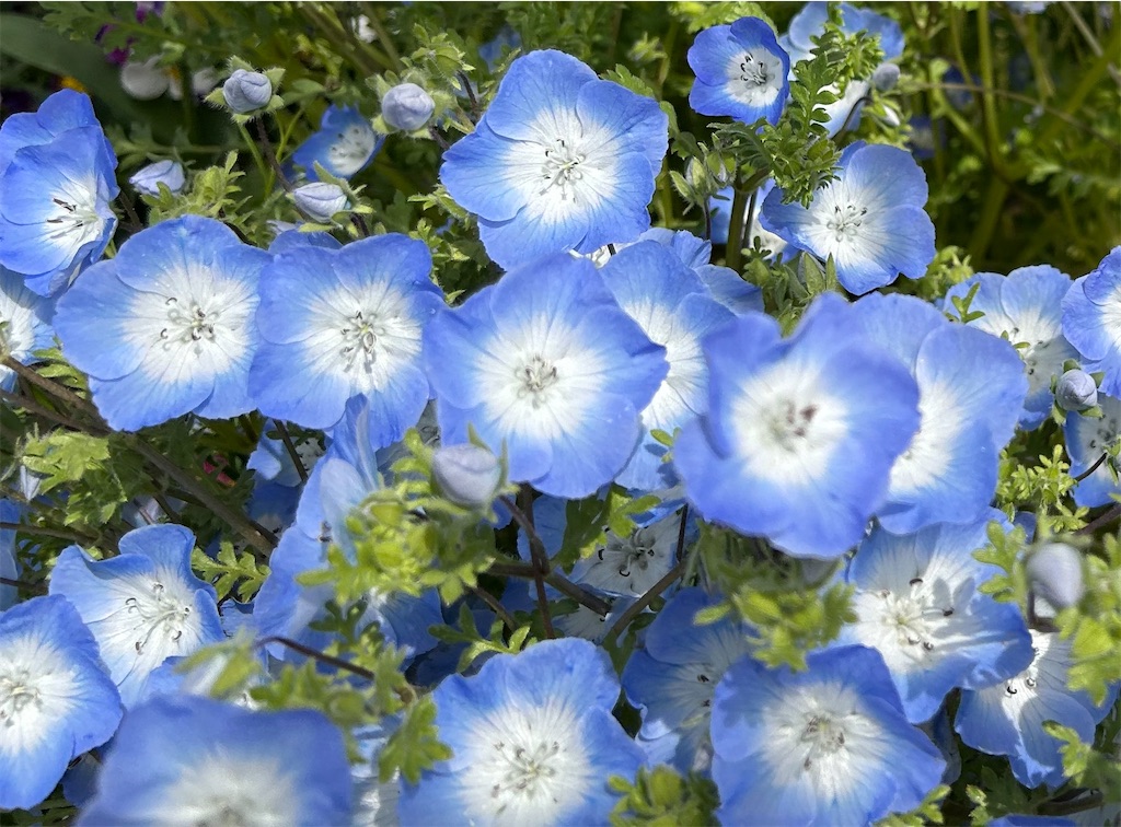 f:id:harehappy:20230412124541j:image