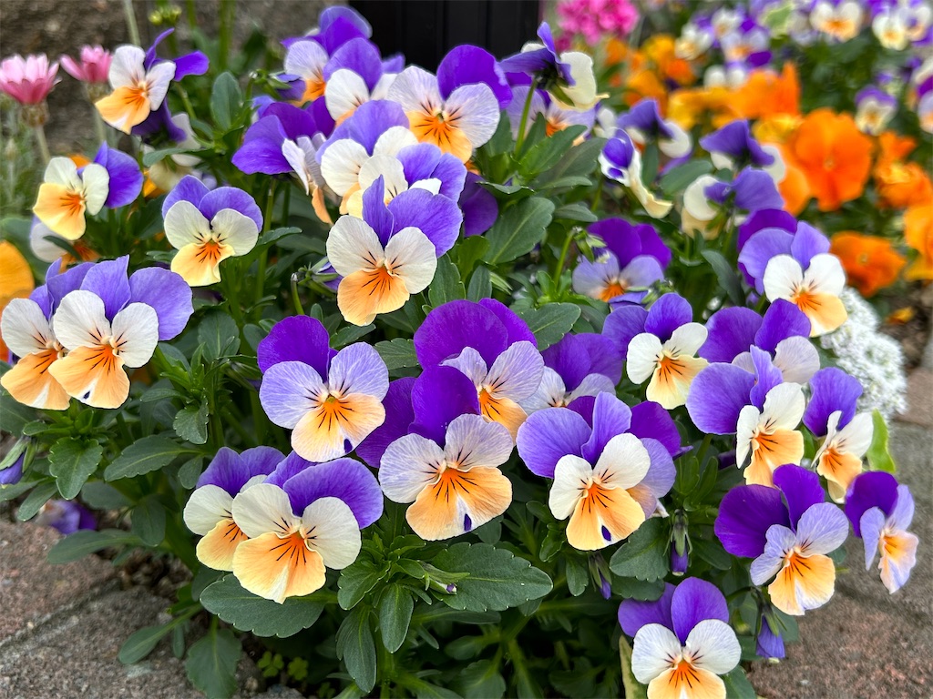 f:id:harehappy:20230412125116j:image