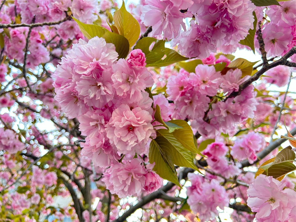 f:id:harehappy:20230412125504j:image