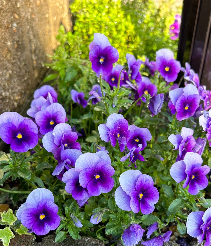 f:id:harehappy:20250319143335j:image f:id:harehappy:20250319143335j:image