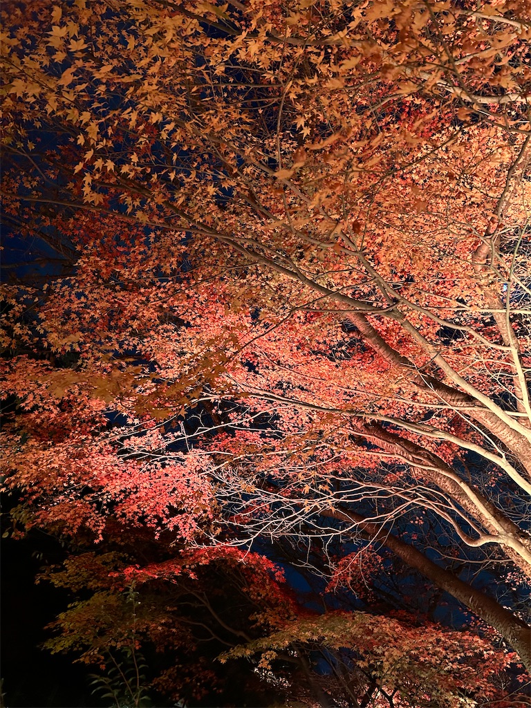 f:id:harehappy:20251204020021j:image
