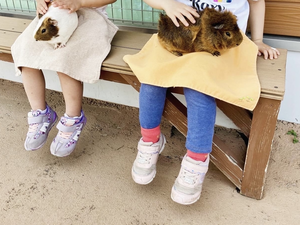 あらかわ遊園のモルモットとこ