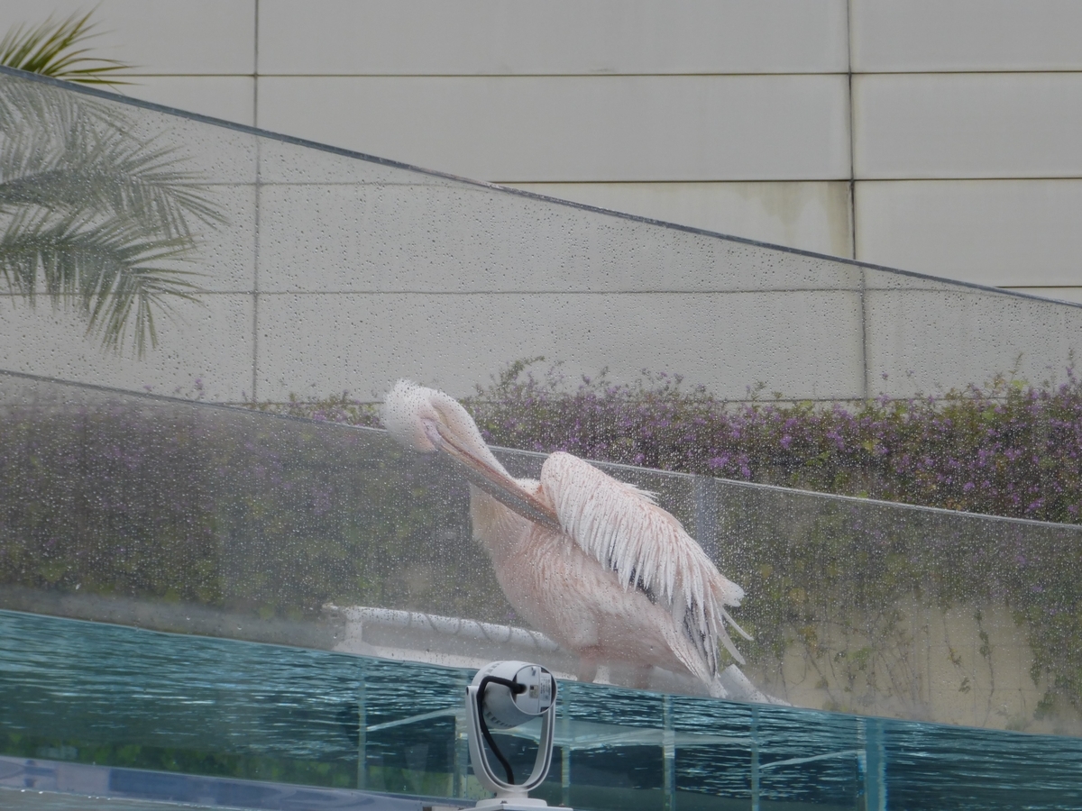 f:id:hareruyatan:20190430225735j:plain f:id:hareruyatan:20190430225735j:plain