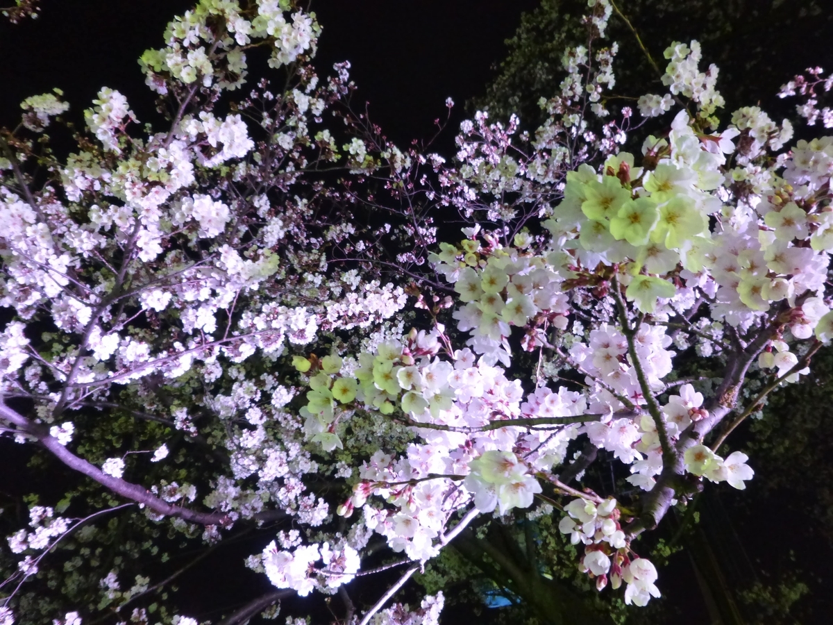 f:id:hareruyatan:20190501081111j:plain f:id:hareruyatan:20190501081111j:plain