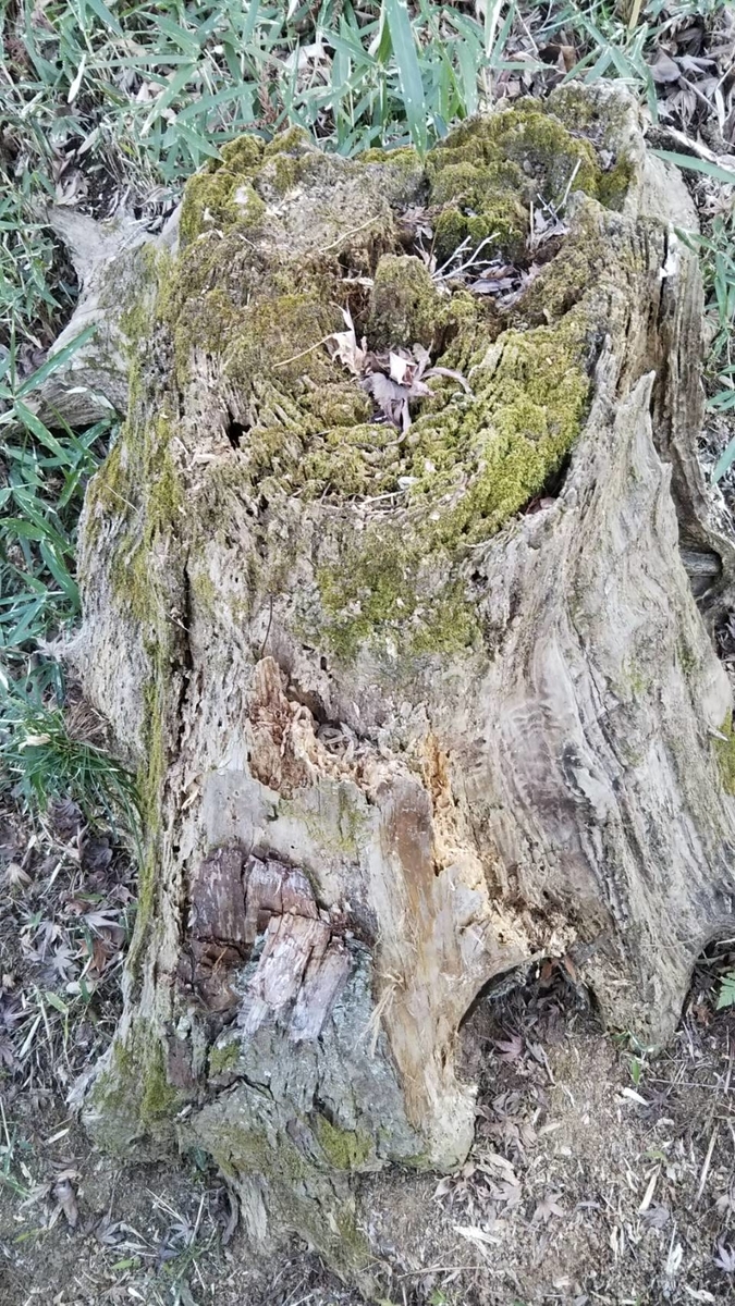 f:id:hareruyatan:20190501084111j:plain f:id:hareruyatan:20190501084111j:plain